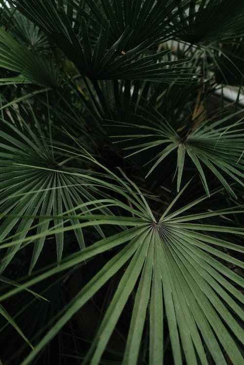 Palms in a Garden