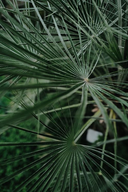 Free Detailed view of lush green palm leaves with natural lighting outdoors. Stock Photo