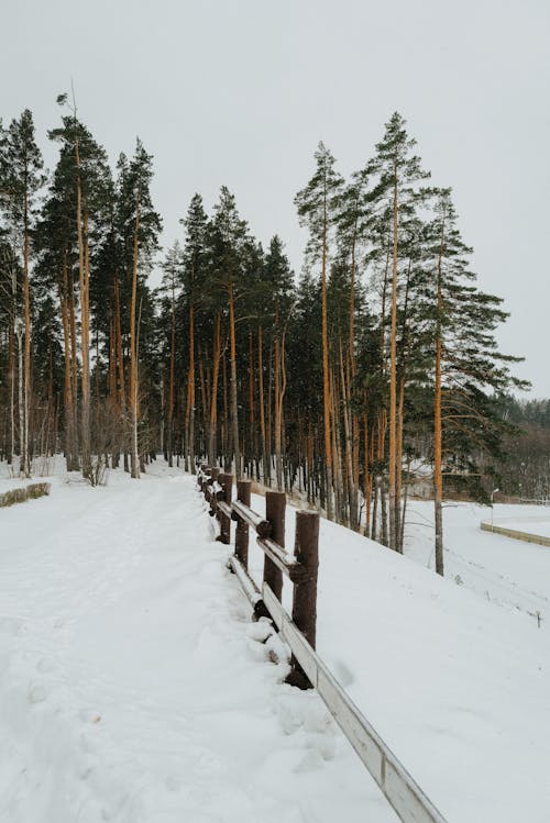 Darmowe zdjęcie z galerii z iglasty, las, pionowy strzał