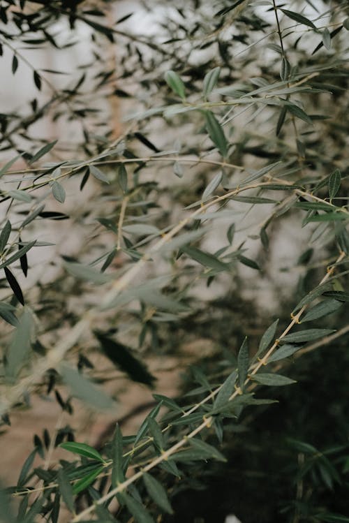 Close-up of Leaves 