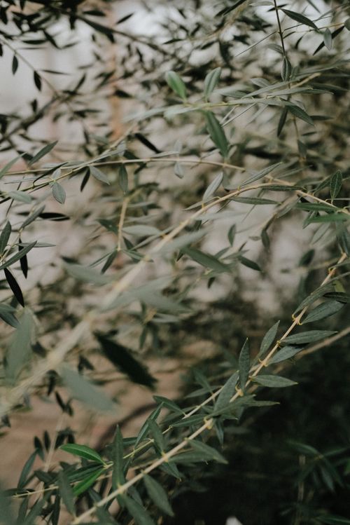 Free Detailed view of olive tree branches with lush green leaves. Stock Photo