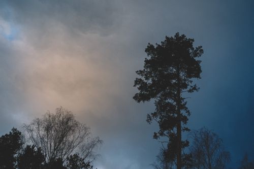Free Silhouetted trees stand tall against a dramatic dusk sky with tinted clouds. Stock Photo