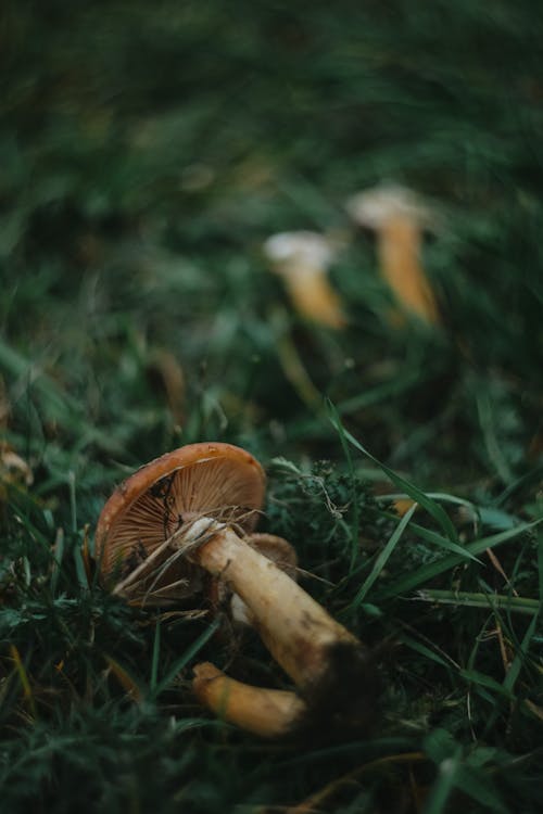 Picked Poisonous Mushroom Lying in the Grass