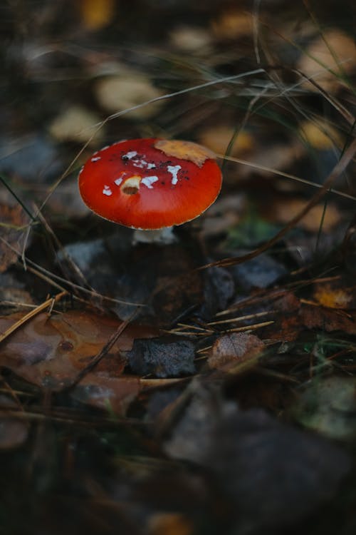 Close up of Red Mushroom