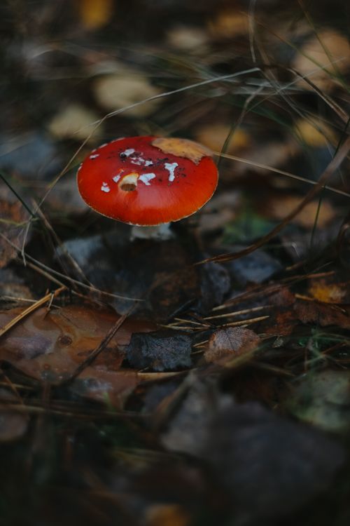 Free Close-up of a red mushroom surrounded by autumn leaves on a forest floor. Stock Photo