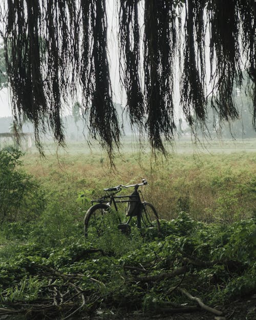 Photos gratuites de arbre, bicyclette, branches