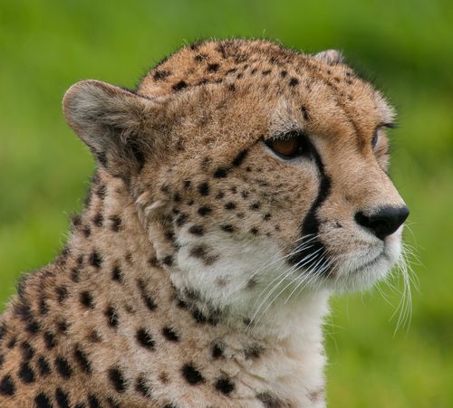 Free Detailed close-up of a majestic cheetah in England, highlighting its distinctive features and natural habitat. Stock Photo