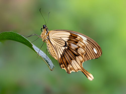 Kostenloses Stock Foto zu afrikanischer schwalbenschwanz, grünem hintergrund, natur