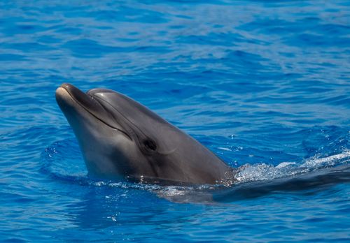 Free Captivating close-up of a playful dolphin swimming in vibrant blue water. Stock Photo