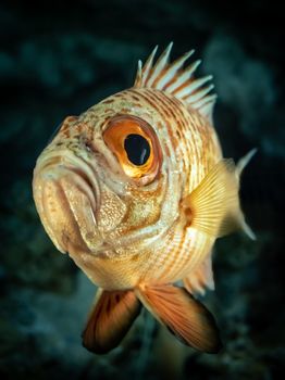 Underwater portrait of a Pristigenys fish in Okinawa's vibrant sea life habitat.