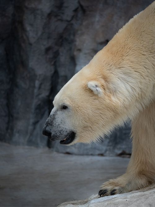 Free A detailed side profile of a polar bear in a Tokyo zoo, showcasing wildlife beauty. Stock Photo