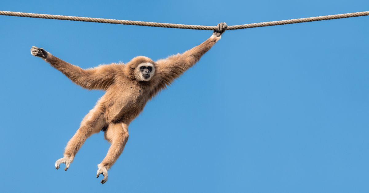 Primate Ropes Close-up of a Monkey Hanging and Holding onto a Rope · Free Stock Photo