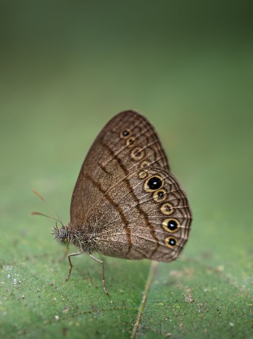 Free Detailed close-up of a Hermes Satyr butterfly perched on a leaf in Costa Rica. Stock Photo