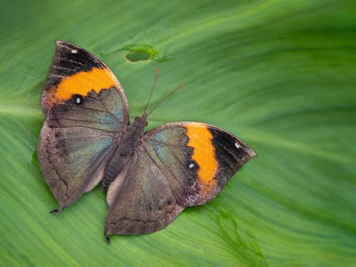 Butterfly on Leaf