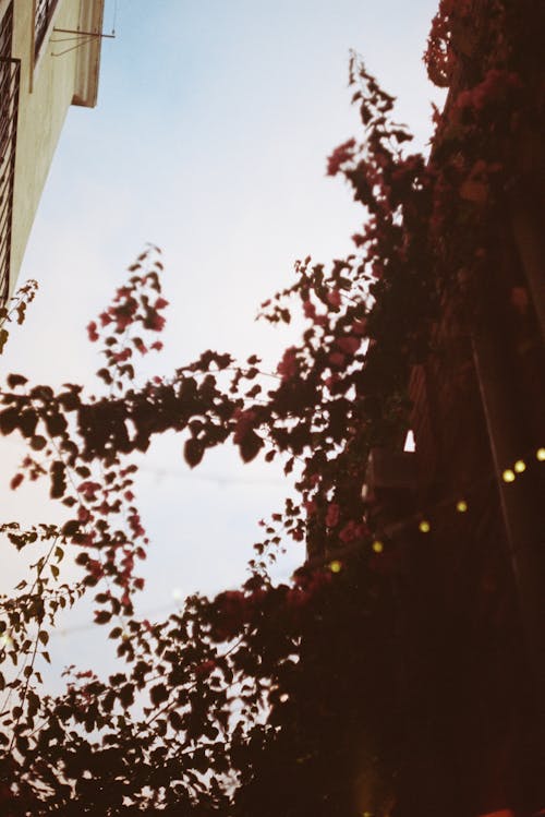 Leaves under Building Wall