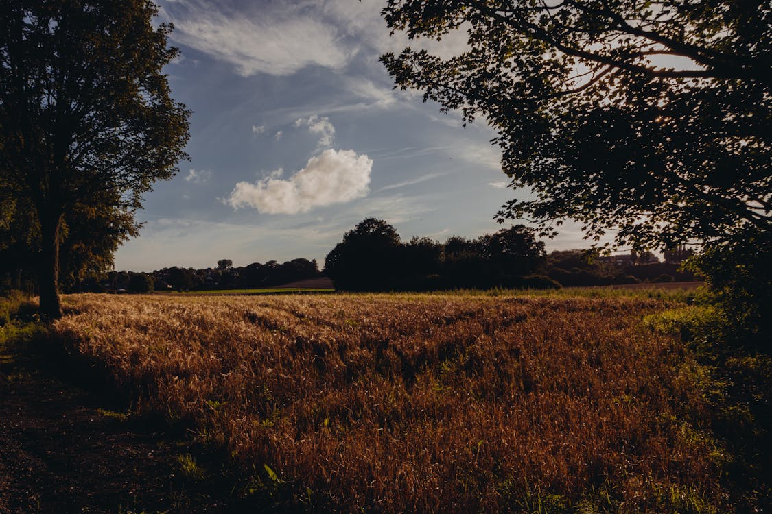 Безкоштовне стокове фото на тему «зернові, поле, Пшениця» стокове фото