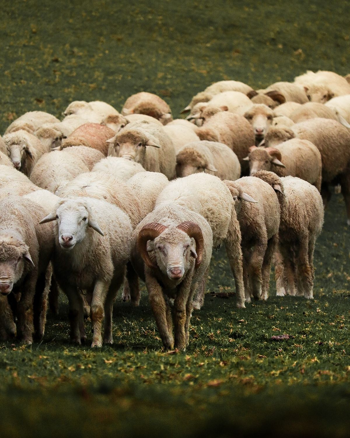 A flock of Merino sheep grazing in a green pasture