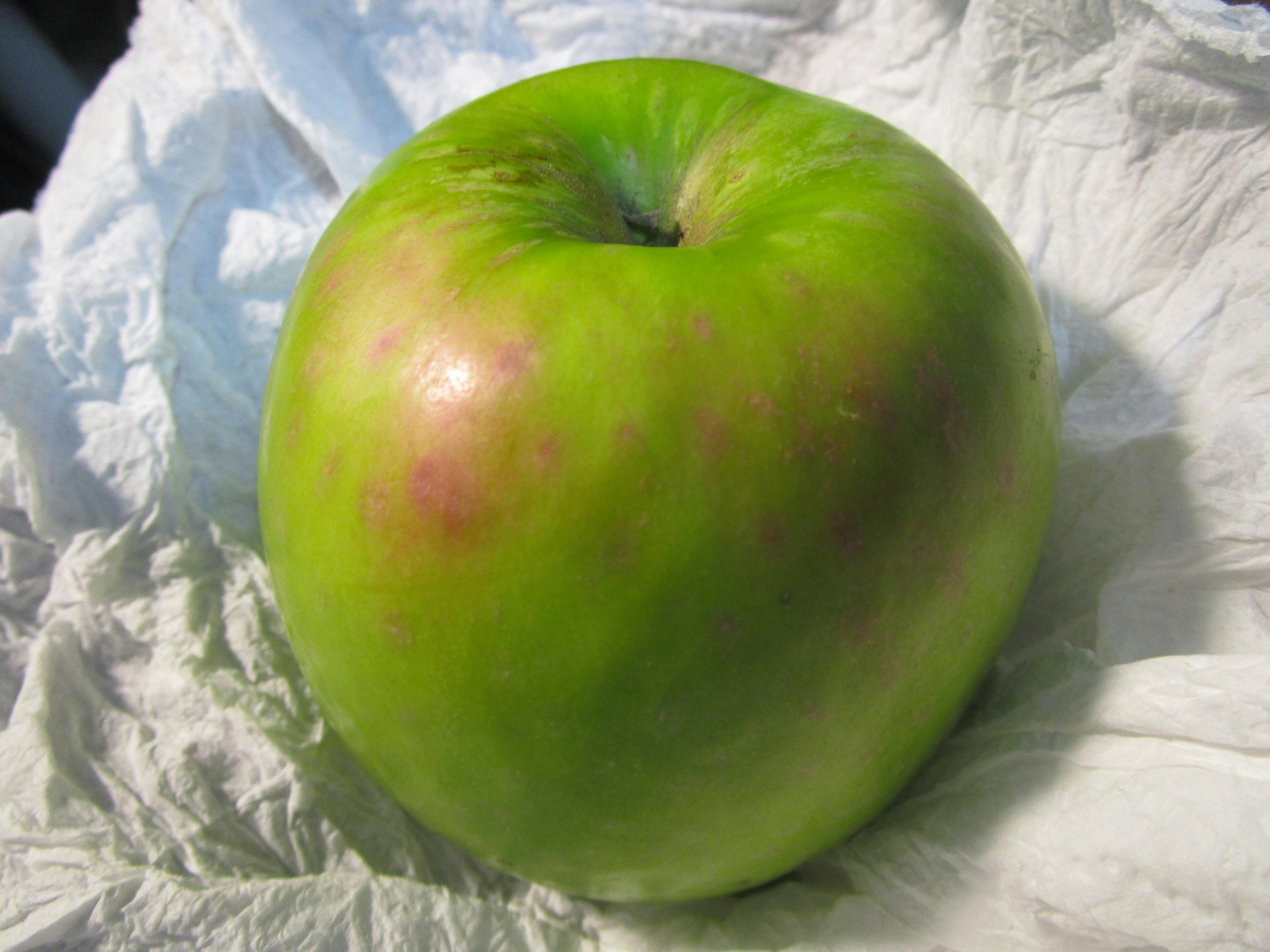 Free stock photo of fruit apple homegrown green garden California home