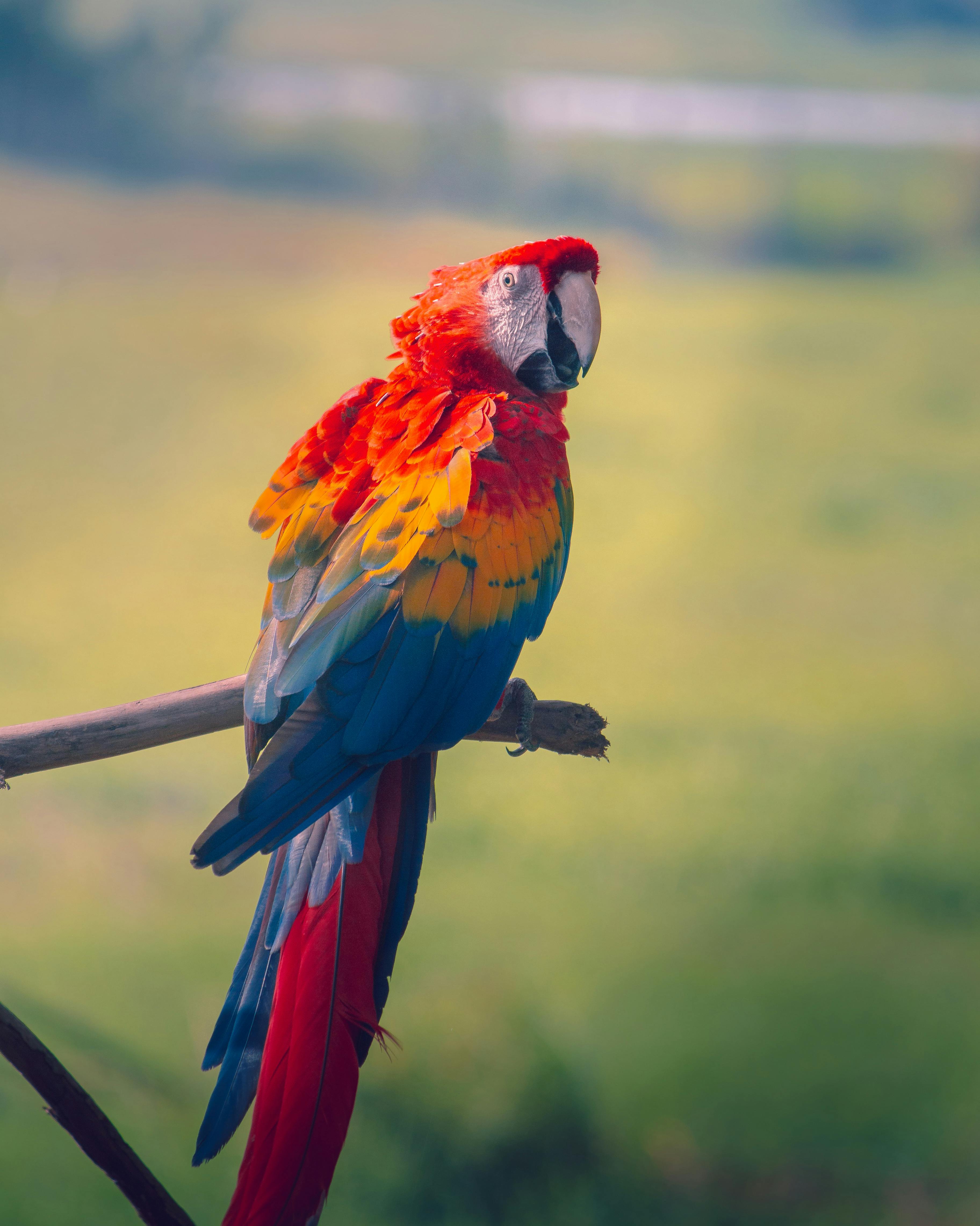 Foto Stok Gratis Tentang Alam Binatang Burung Beo