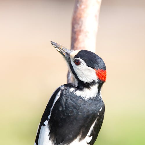 Great Spotted Woodpecker