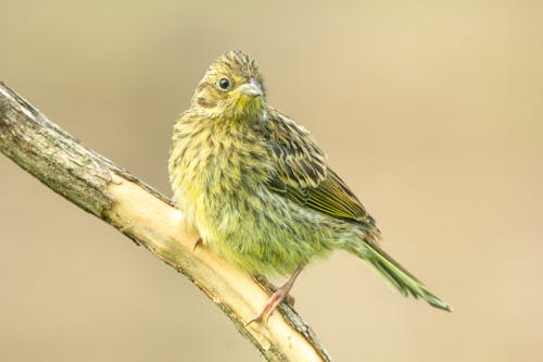 Foto stok gratis bertengger, burung, cabang