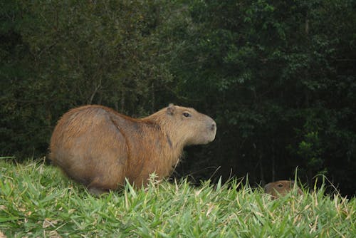 Δωρεάν στοκ φωτογραφιών με capybara, αγροτικός, δασικός