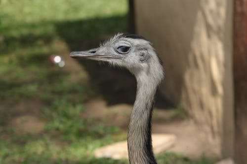 Foto profissional grátis de ave, avestruz, cabeça