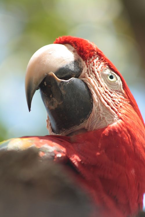 Free macaws looking Stock Photo