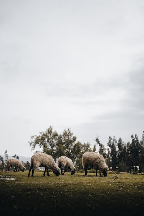Darmowe zdjęcie z galerii z łąka, owca, pasący się