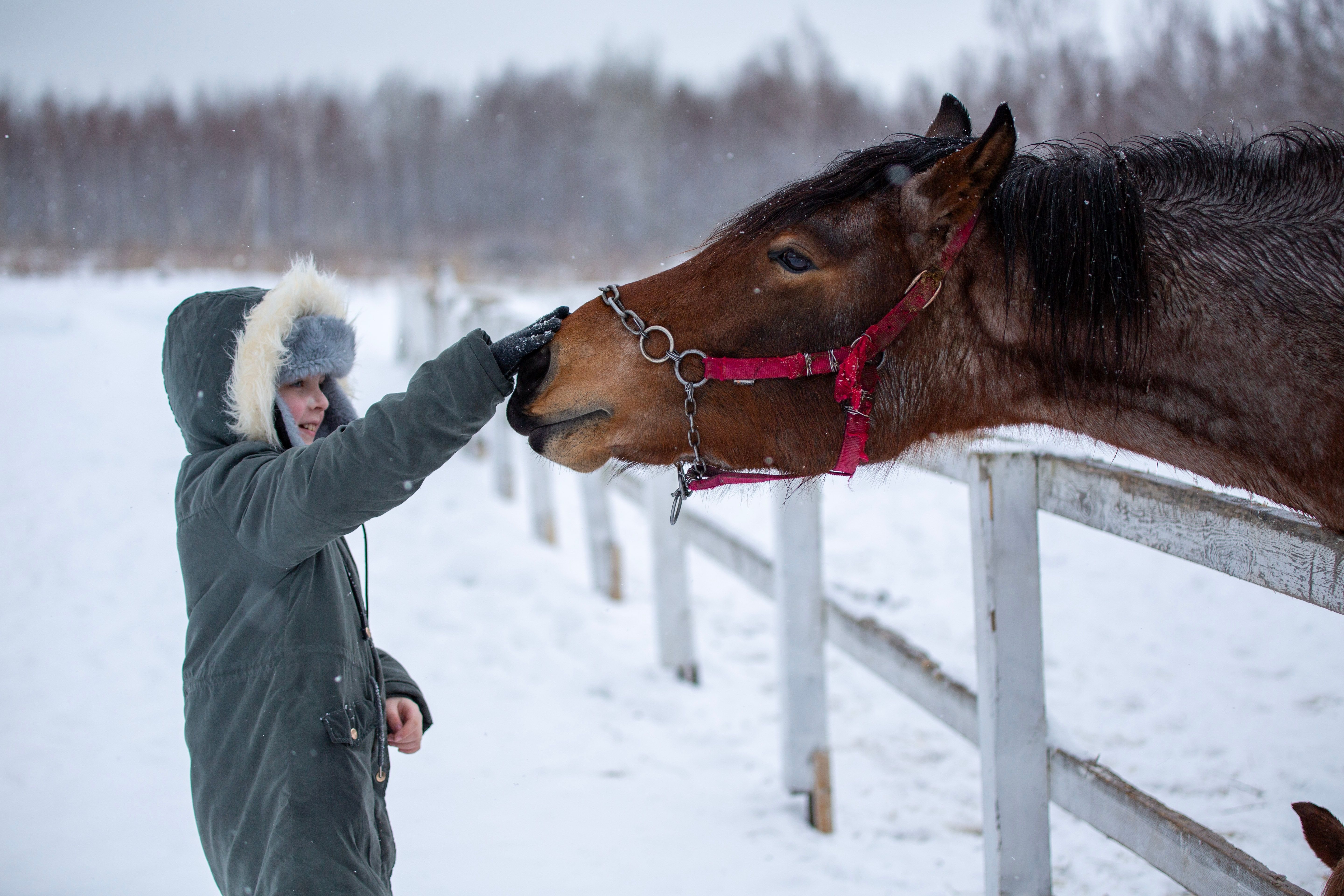 A child in winter clothing pets a horse in a snowy rural landscape.