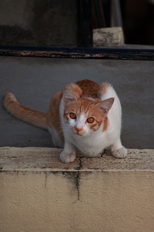 Photos gratuites de animal de compagnie, barrière, chat