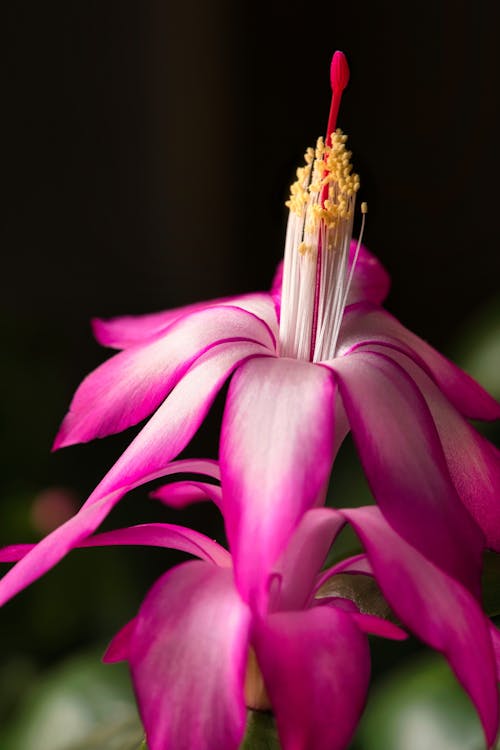 Close-up of a Bright Pink Flower 