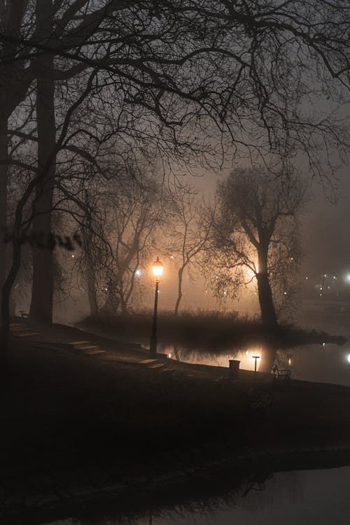 Foto profissional grátis de alvorecer, árvore, beleza na natureza