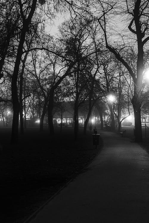 Foggy Park at Night