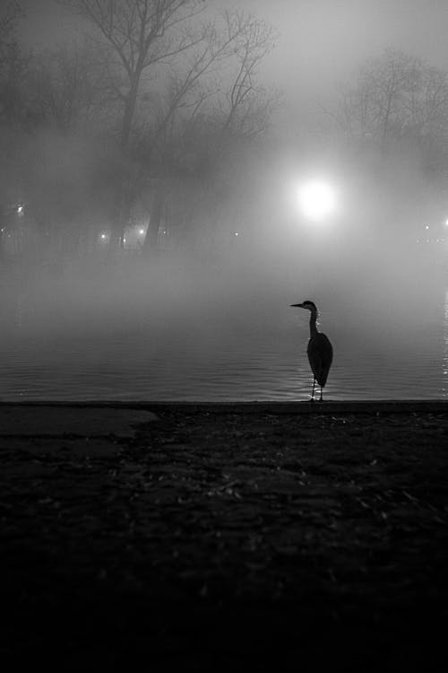 Heron Standing on a Shore