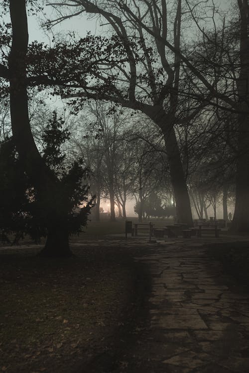 Tranquil Forest: Dawn Light in Green Park with Foggy Morning Atmosphere