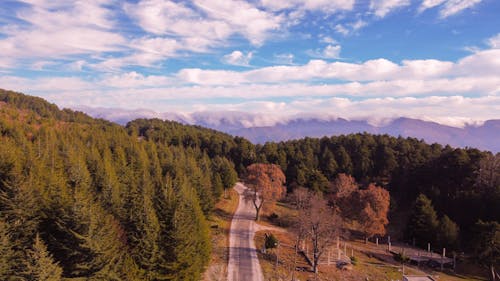 Aerial View of a Road Leading through a Forest in Mountains 