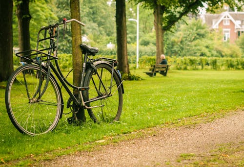 ağaç, bisiklet, çim içeren Ücretsiz stok fotoğraf