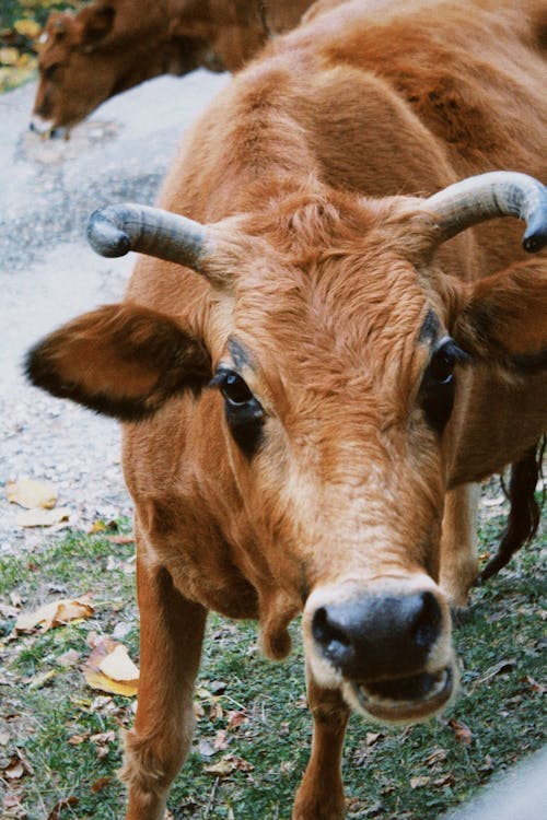 動物攝影, 垂直拍摄, 塔朗泰斯牛 的 免费素材图片