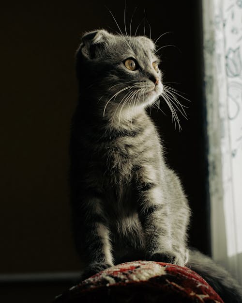 Gratis stockfoto met dierenfotografie, gestreepte kat, grijze jas