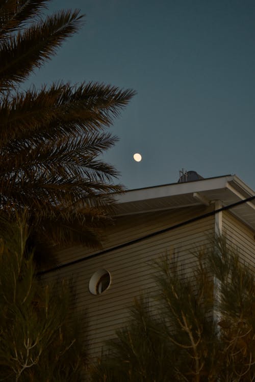 Exterior of a House and a Palm Tree under a Night Sky 