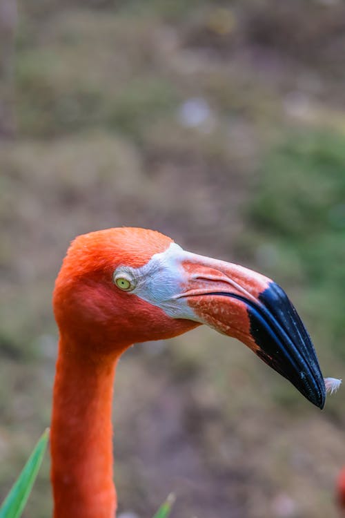 Foto profissional grátis de ave, fechar-se, flamingo