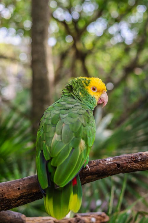 Fotos de stock gratuitas de amazona de cabeza amarilla, bokeh, de cerca