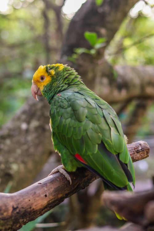Free Vibrant green parrot with yellow head sitting on a branch in Playa del Carmen, Mexico. Stock Photo