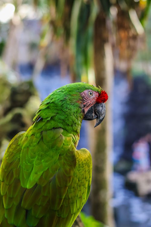 Immagine gratuita di albero, avvicinamento, birdwatching