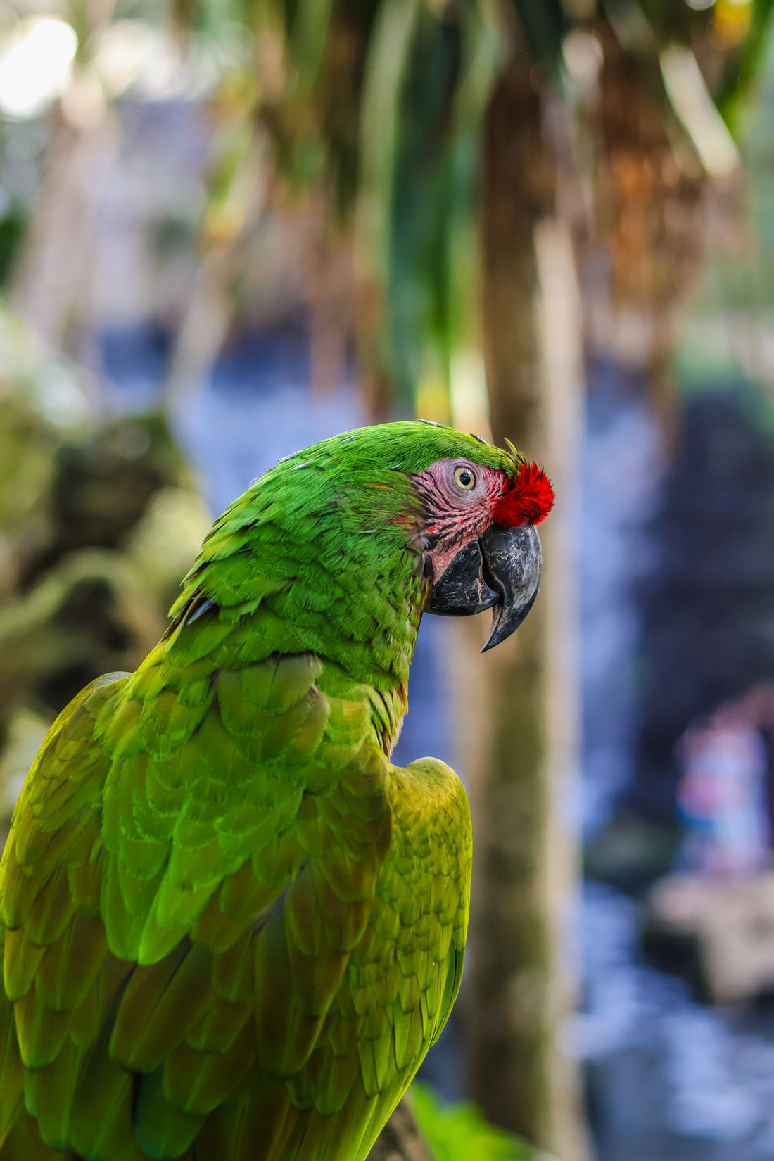Green parrot sitting near a tree