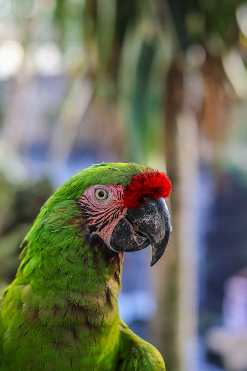 Close Up Shot of a Parrot