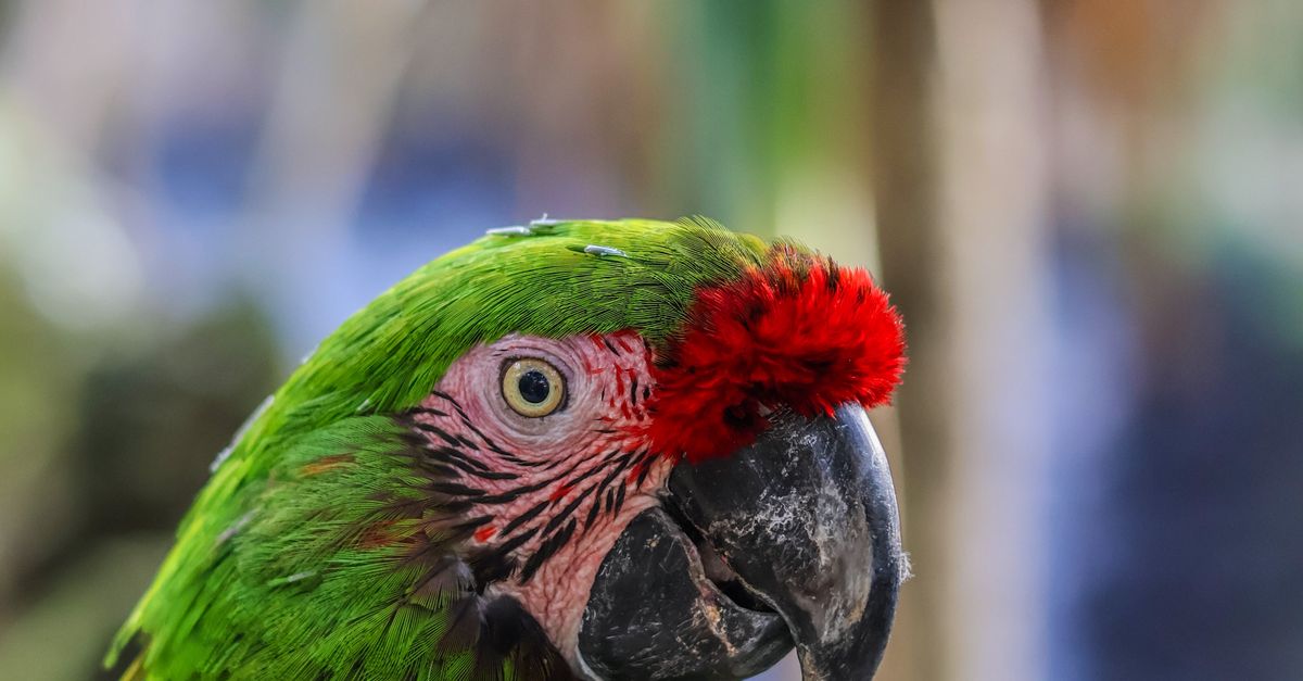Close Up Shot of a Parrot · Free Stock Photo