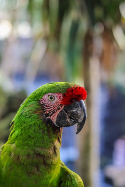 Free Close-up of a colorful green parrot with red feathers in Playa del Carmen, Mexico. Stock Photo