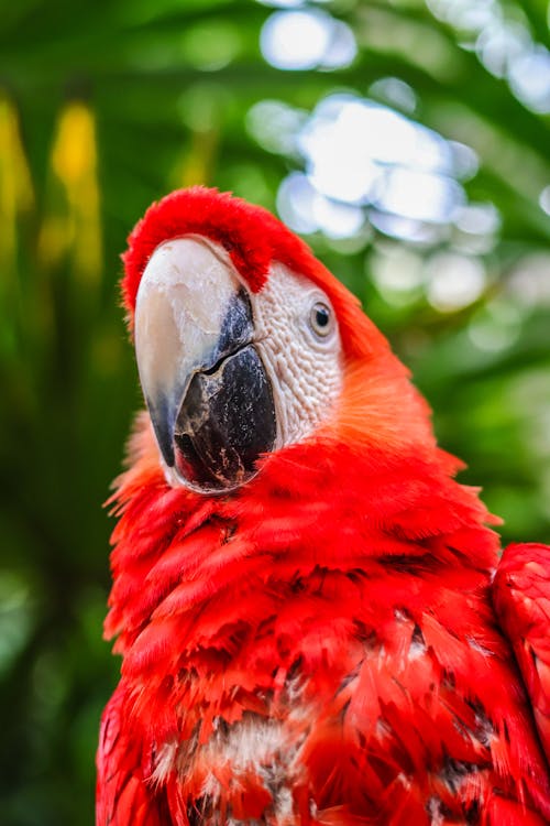 Close Up of a Red Parrot